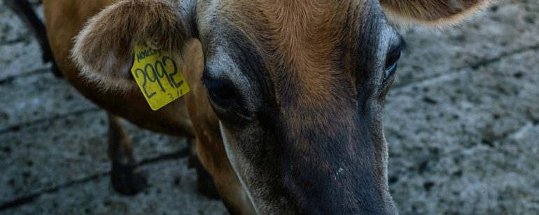 Come meet the girls…